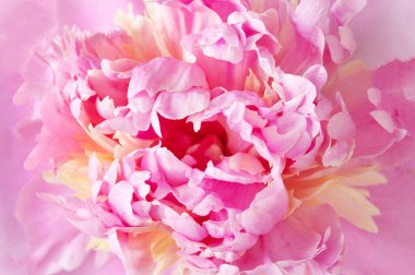 Güzel pembe şakayık çiçekli makro arka plan