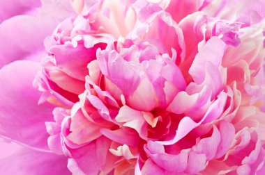 Güzel pembe şakayık çiçekli makro arka plan