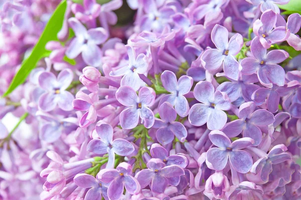 Piękne Kwiaty Liliowe Kilka Tła Zbliżenie — Zdjęcie stockowe