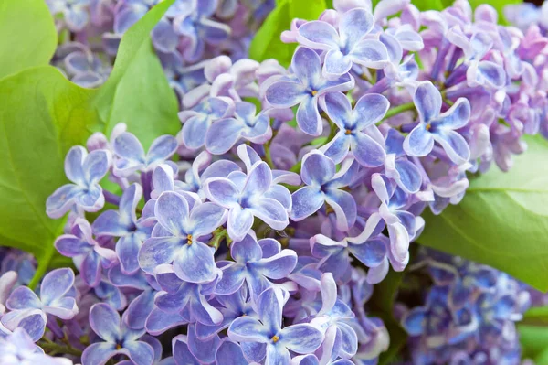 Beautiful Lilac Flowers Bunch Background Closeup — Stock Photo, Image