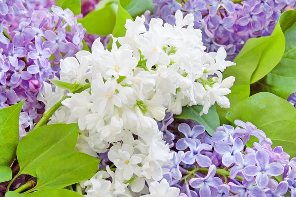 Όμορφη Λευκό Και Βιολετί Λιλά Λουλούδια Φόντο Δέσμη Closeup — Φωτογραφία Αρχείου
