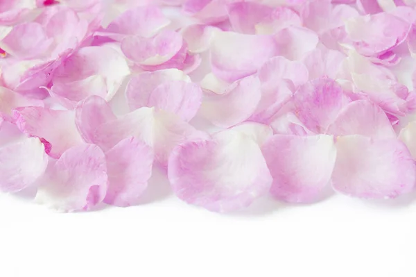 Różowe Róże Płatki Tło Zbliżenie Izolowane Białym Tle — Zdjęcie stockowe