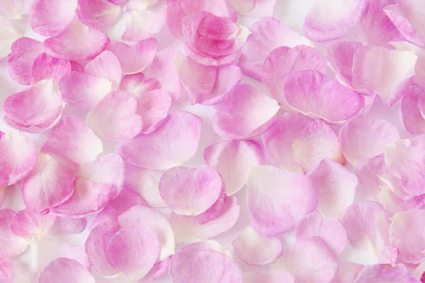 Pink Roses Petals Background Closeup Background — Stock Photo, Image