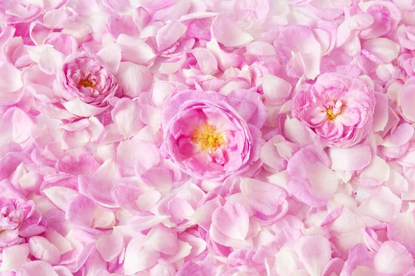 Růžové Růže Okvětní Lístky Pozadí Detailní Pozadí — Stock fotografie