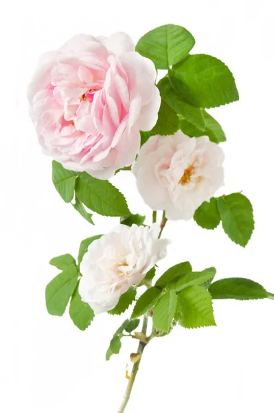 Rose Branche Fleurs Isolée Sur Fond Blanc — Photo