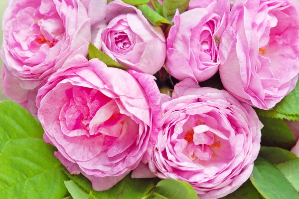 Krásná Růžová Růže Květiny Parta Detailní Pozadí — Stock fotografie