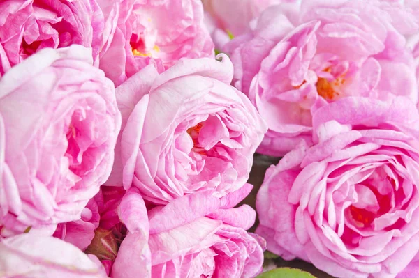 美丽的粉色玫瑰花束特写背景 — 图库照片