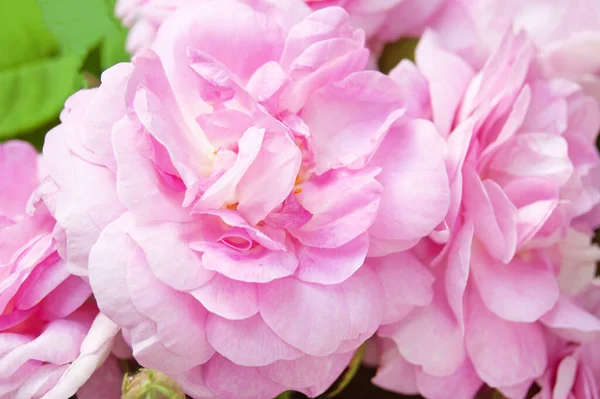 아름다운 분홍빛 감쌌다 — 스톡 사진