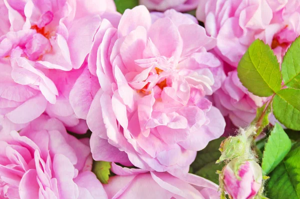 Krásná Růžová Růže Květiny Parta Detailní Pozadí — Stock fotografie