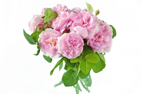 Ροζ Τριαντάφυλλο Λουλούδια Δέσμη Απομονώνονται Λευκό Φόντο — Φωτογραφία Αρχείου