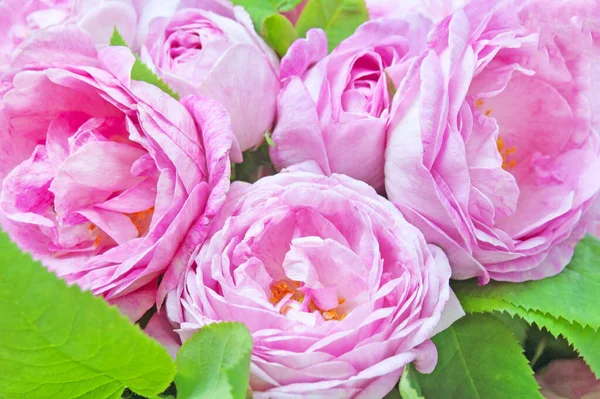 美丽的粉色玫瑰花束特写背景 — 图库照片