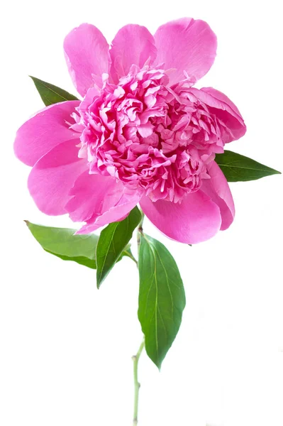 Beyaz Arka Planda Izole Edilmiş Güzel Şakayık Çiçeği — Stok fotoğraf