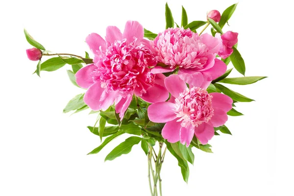 Vacker Pion Blommor Gäng Isolerad Vit Bakgrund — Stockfoto