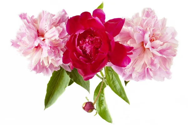 Beautiful Peony Flowers Bunch Isolated White Background — Stock Photo, Image