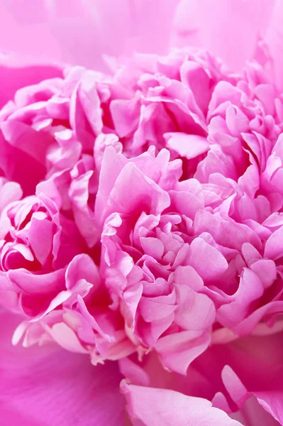 Mooie Roze Pioenroos Bloem Macro Achtergrond — Stockfoto