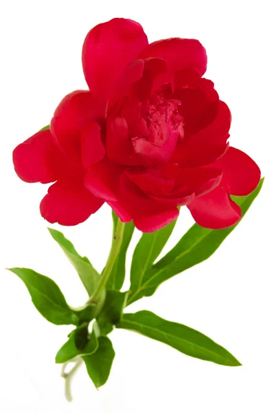 Vacker Pion Blomma Isolerad Vit Bakgrund — Stockfoto