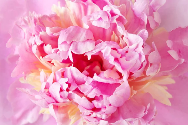 Latar Belakang Makro Bunga Peony Pink Yang Indah — Stok Foto