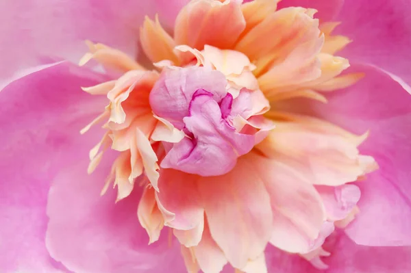 Όμορφο Ροζ Παιωνία Λουλούδι Μακροεντολή Φόντο — Φωτογραφία Αρχείου