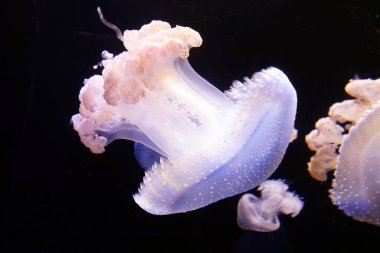 Büyük denizanaları mavi okyanusta yüzer, tehlikeli denizanaları, Tenerife, Kanarya Adası, yavaş çekim