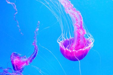 Pembe denizanası mavi okyanusta yüzer, tehlikeli denizanası Pelagia Noctiluca (Acalefo luminiscenta), Tenerife, Kanarya Adası