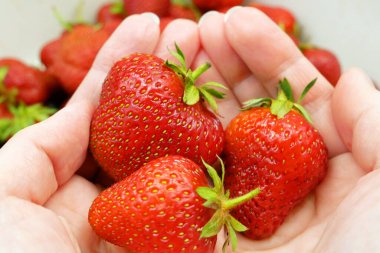 Taze biçilmiş çilekler, güzel ve sulu çilekler, üst manzara.