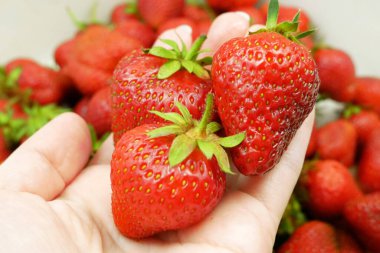 Taze biçilmiş çilekler, güzel ve sulu çilekler, üst manzara.