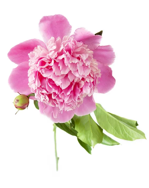 Beautiful Pink Peony Isolated White Background — Stock Photo, Image