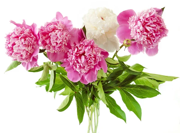 Gyönyörű Bazsarózsa Virág Csokor Elszigetelt Fehér Háttér — Stock Fotó