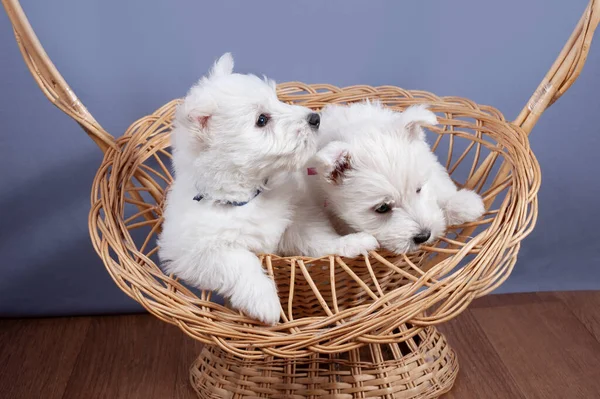 two funny white west highland terrier dogs puppy sit in their aviary or box for little dog indoor, dog breeding business concept