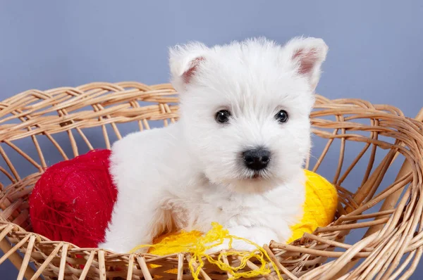 Engraçado Branco Oeste Highland Terrier Cães Filhote Cachorro Sentar Seu — Fotografia de Stock