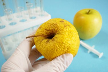 Elma, genetik mühendisliği laboratuvarında mavi arka planda şırınga ve test tüpleriyle, GMO gıda kavramı