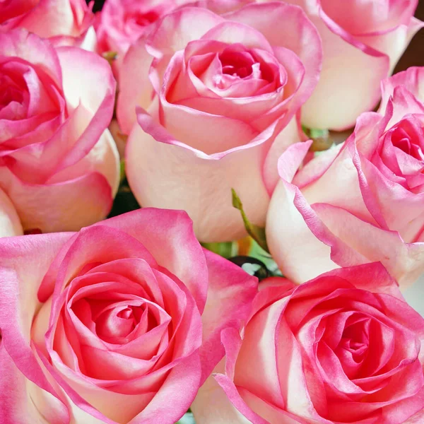 Hermoso Rosa Rosas Racimo Primer Plano — Foto de Stock