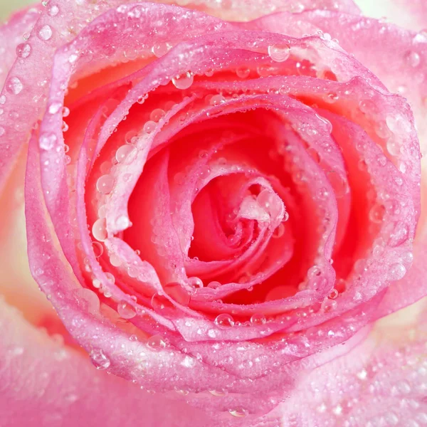 Rosa Bonita Rosas Fundo Macro — Fotografia de Stock