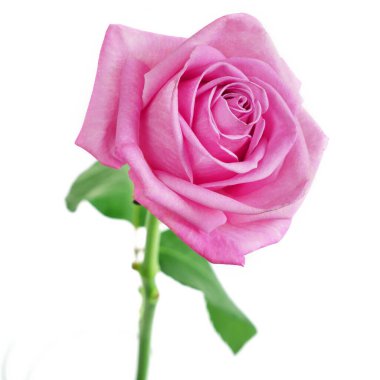 Beyaz arkaplanda izole edilmiş güzel pembe gül