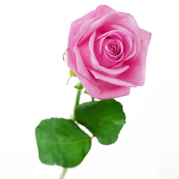 Όμορφο Ροζ Τριαντάφυλλο Απομονωμένο Λευκό Φόντο — Φωτογραφία Αρχείου