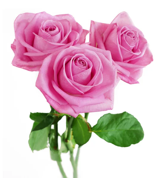 Vackra Rosa Rosor Gäng Isolerad Vit Bakgrund — Stockfoto