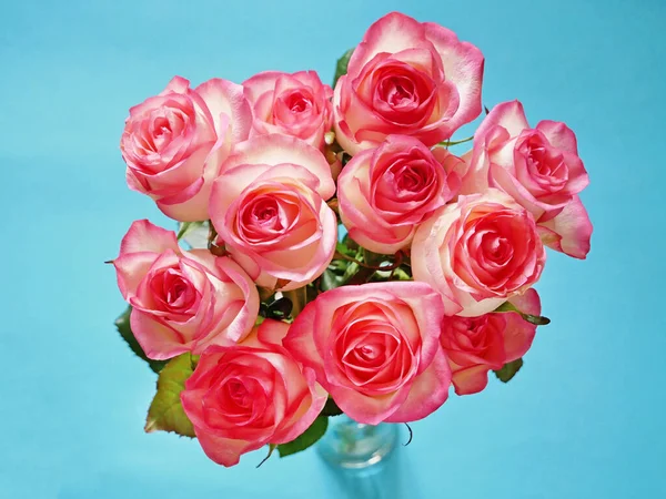 Schöne Rosa Rosen Haufen Isoliert Auf Blauem Hintergrund — Stockfoto
