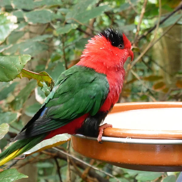 Papagei Vogelfutterhäuschen Wald Nahaufnahme Roter Und Blauer Papagei Gresn Und — Stockfoto