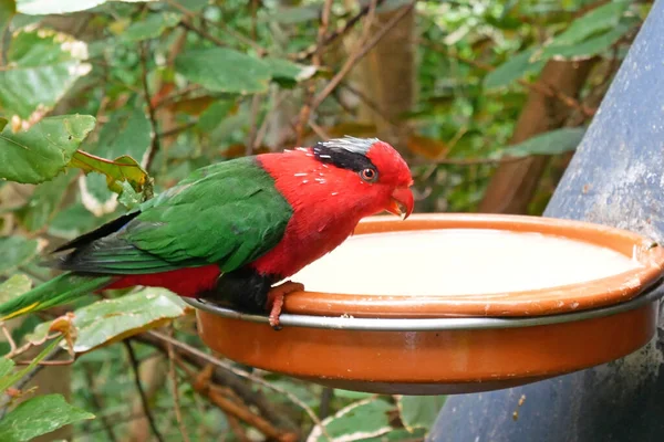 Papagei Vogelfutterhäuschen Wald Nahaufnahme Roter Und Blauer Papagei Gresn Und — Stockfoto