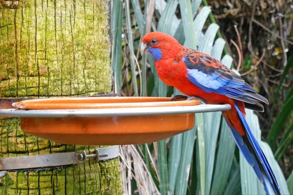 Eclectus Papagei Vogelfutterhäuschen Wald Nahaufnahme Roter Und Blauer Papagei — Stockfoto