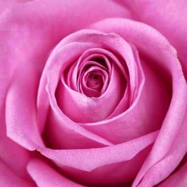 Güzel pembe gül arka plan makrosu