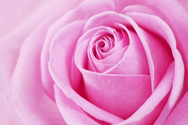 Όμορφο Ροζ Τριαντάφυλλο Φόντο Μακροεντολή — Φωτογραφία Αρχείου