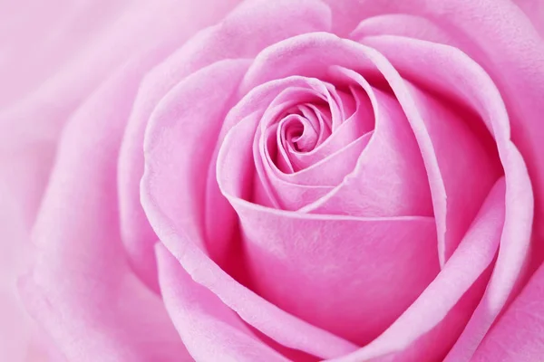 Beautiful Pink Rose Background Macro Stock Photo