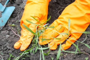 Bahçedeki toprak filizlerine ekilen çiftçi elleri. Organik tarım ve bahçıvanlık kavramı