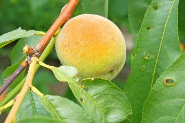 Bahçedeki ağaçta, açık havada yetişen şeftaliler.