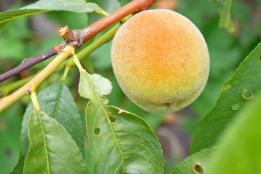 Bahçedeki ağaçta, açık havada yetişen şeftaliler.