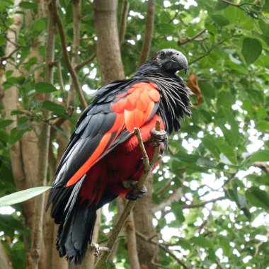 Pesquet 'in papağanı (Psittrichas fulgidus) ağacın dalında oturmaktadır. Kırmızı kanatlı, siyah boyunlu ve kuyruklu bir papağan. Yeni Gine 'deki tepe ve Montan yağmur ormanlarına özgüdür.