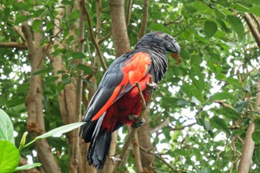Pesquet 'in papağanı (Psittrichas fulgidus) ağacın dalında oturmaktadır. Kırmızı kanatlı, siyah boyunlu ve kuyruklu bir papağan. Yeni Gine 'deki tepe ve Montan yağmur ormanlarına özgüdür.