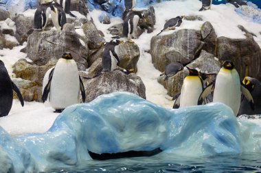 Suyun yakınındaki buzda büyük bir penguen grubu.