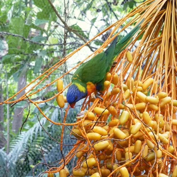 Parrot Green Body Blue Head Eating Fruits Tree Jungle Closeup — Stock Photo, Image
